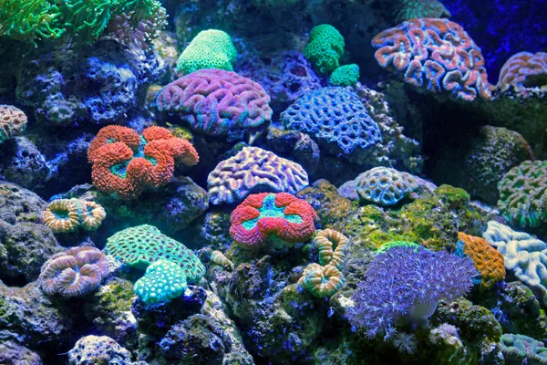 Colorful reef corals thriving in a monitored saltwater aquarium