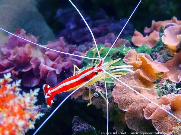 Shrimpy, the Lysmata amboinensis cleaner shrimp mascot of Reef Buddy