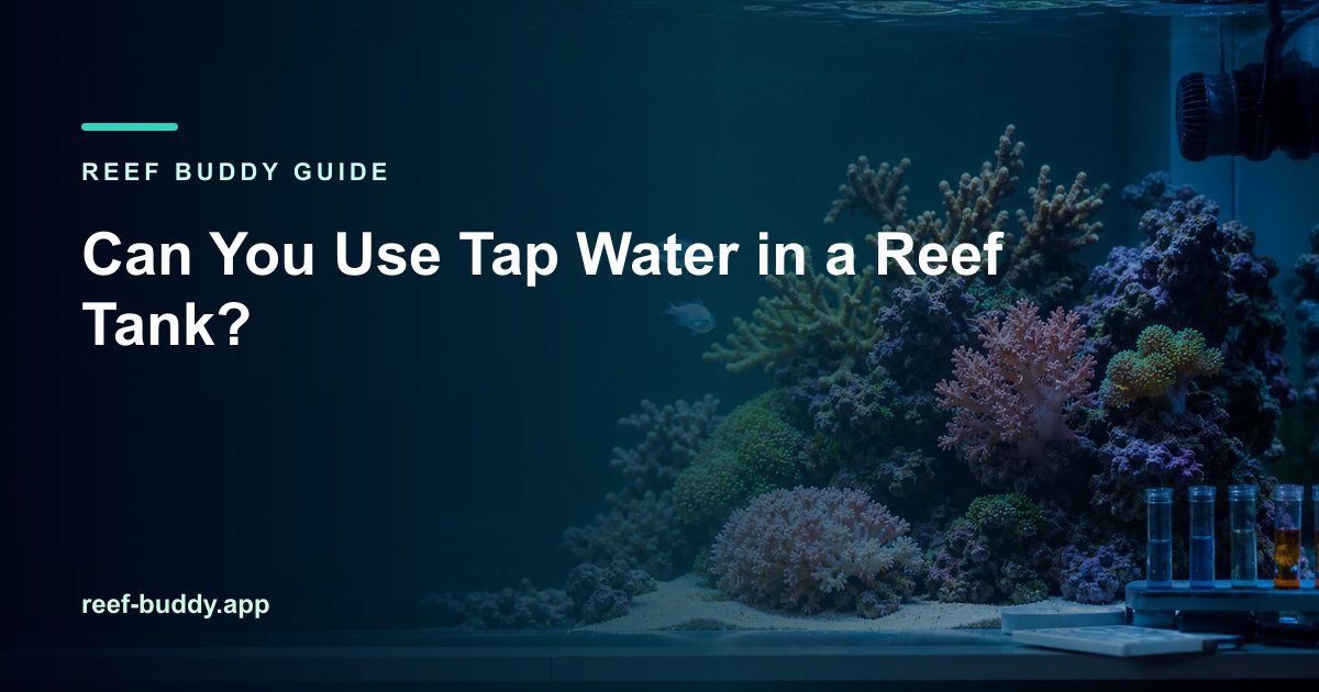 Reef Buddy article cover for “Can You Use Tap Water in a Reef Tank?” over a home reef aquarium