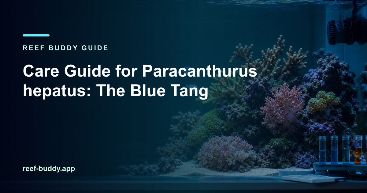 Reef Buddy article cover for “Care Guide for Paracanthurus hepatus: The Blue Tang” over a home reef aquarium