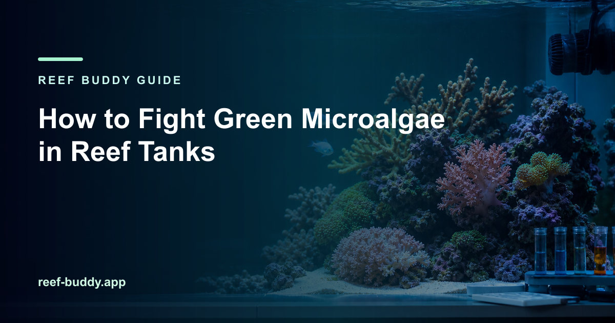 Reef Buddy article cover for “How to Fight Green Microalgae in Reef Tanks” over a home reef aquarium