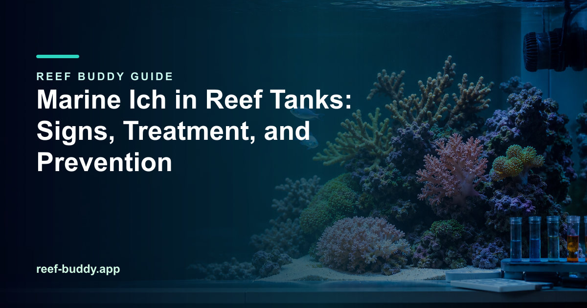 Reef Buddy article cover for “Marine Ich in Reef Tanks: Signs, Treatment, and Prevention” over a home reef aquarium