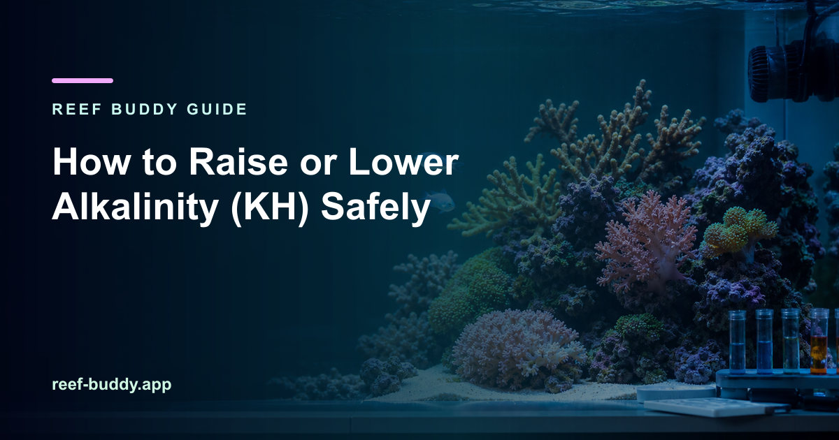 Reef Buddy article cover for “How to Raise or Lower Alkalinity (KH) Safely” over a home reef aquarium