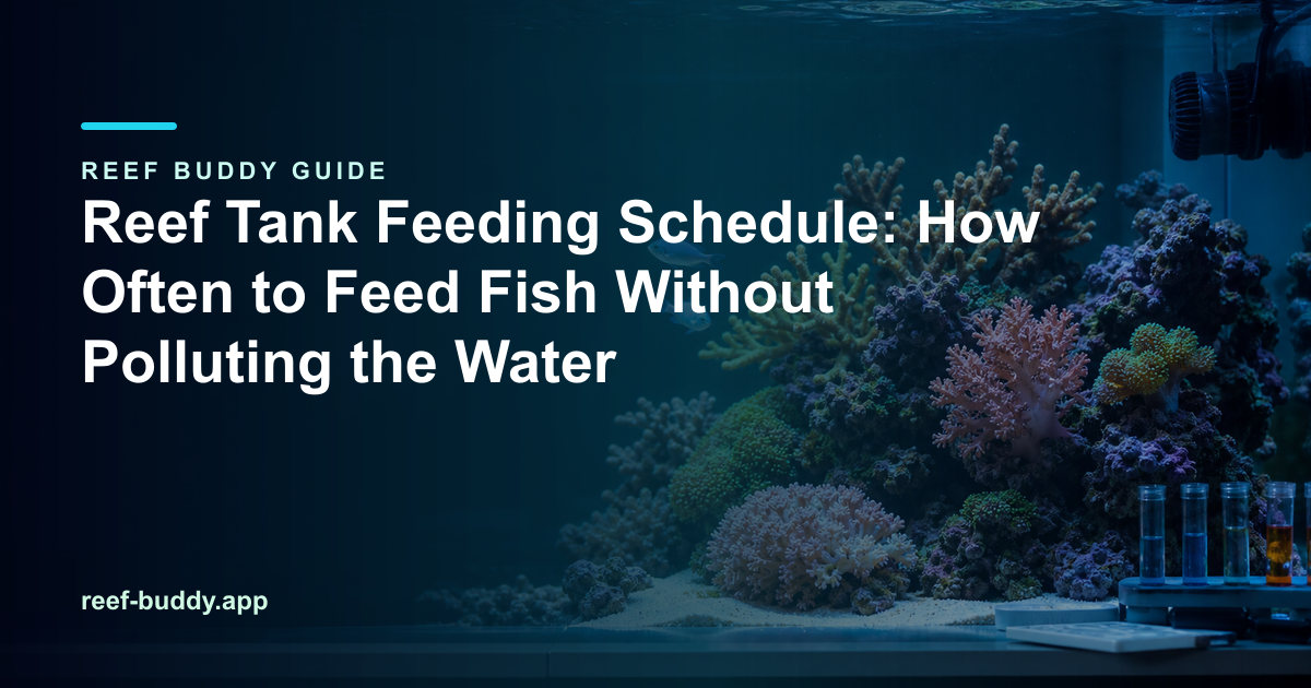 Reef Buddy article cover for “Reef Tank Feeding Schedule: How Often to Feed Fish Without Polluting the Water” over a home reef aquarium