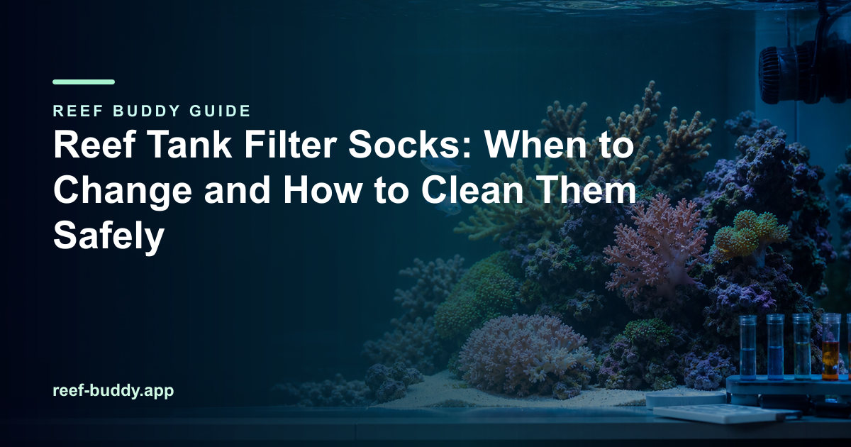 Reef Buddy article cover for “Reef Tank Filter Socks: When to Change and How to Clean Them Safely” over a home reef aquarium