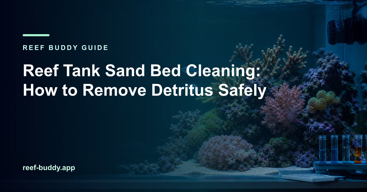 Reef Buddy article cover for “Reef Tank Sand Bed Cleaning: How to Remove Detritus Safely” over a home reef aquarium