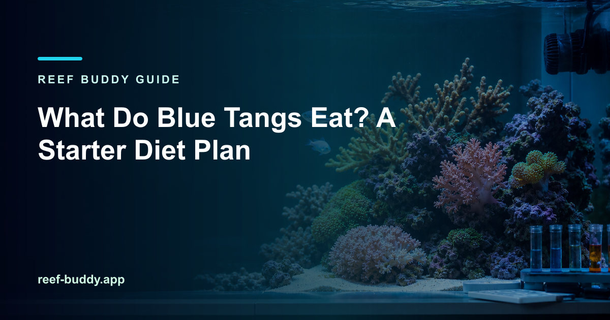 Reef Buddy article cover for “What Do Blue Tangs Eat? A Starter Diet Plan” over a home reef aquarium